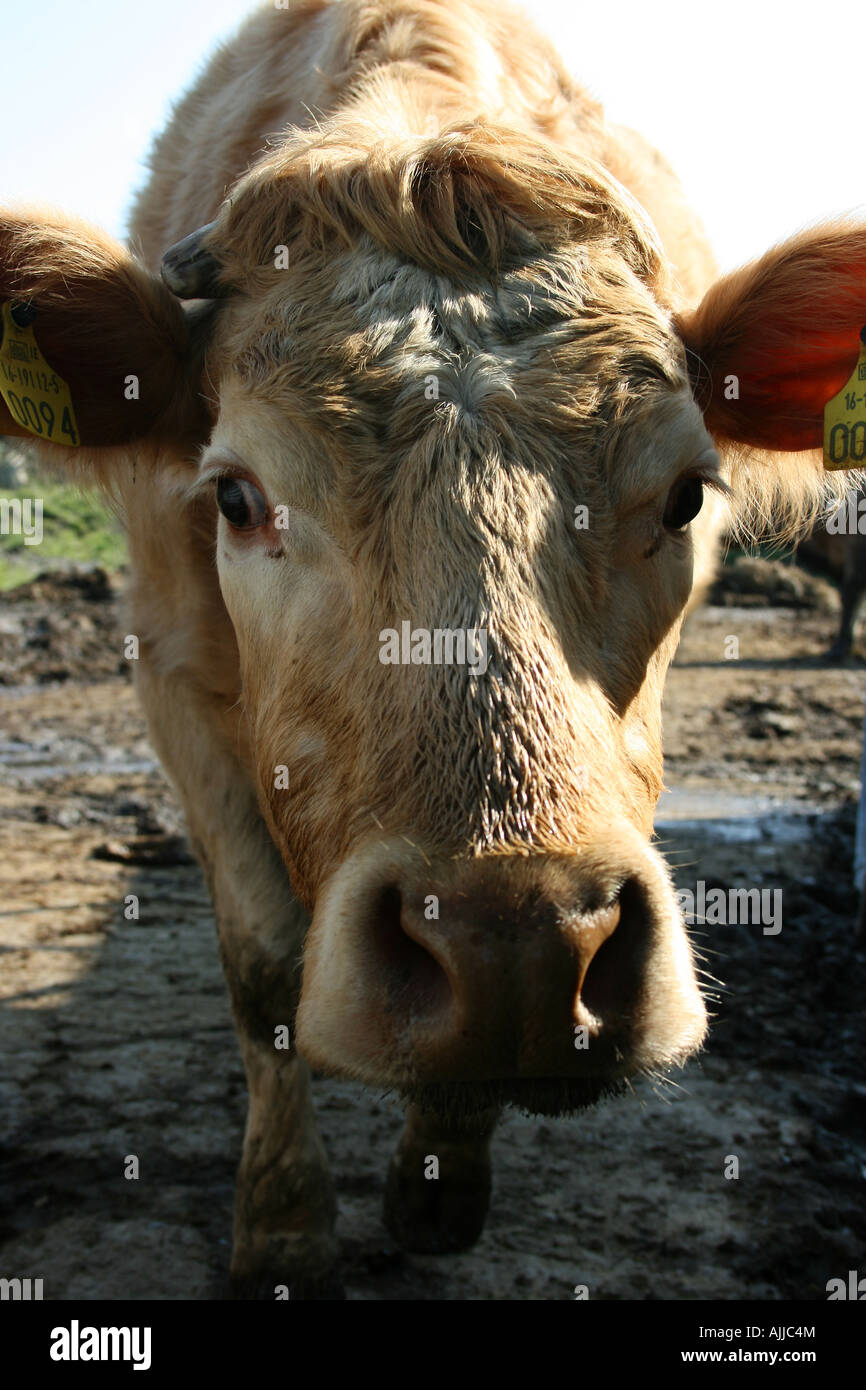 Le nez d'une vache fouineurs Banque D'Images