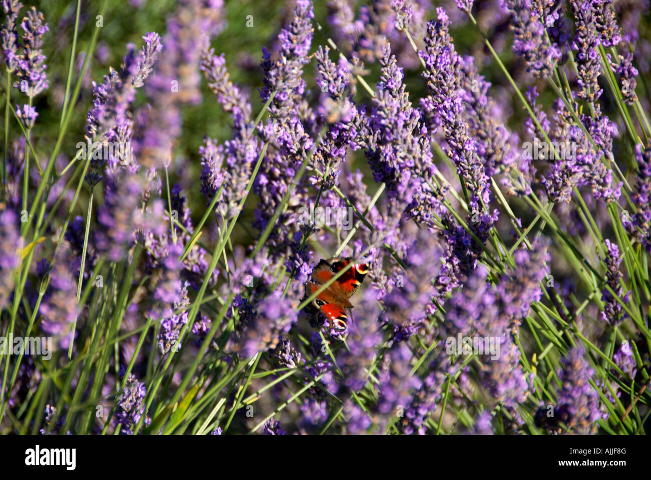 Papillon, dans les champs de lavande à Swettenham Cheshire UK Banque D'Images