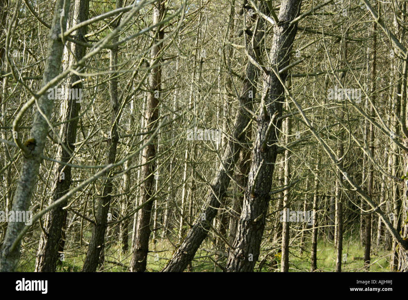 Le bois pour les arbres Banque D'Images
