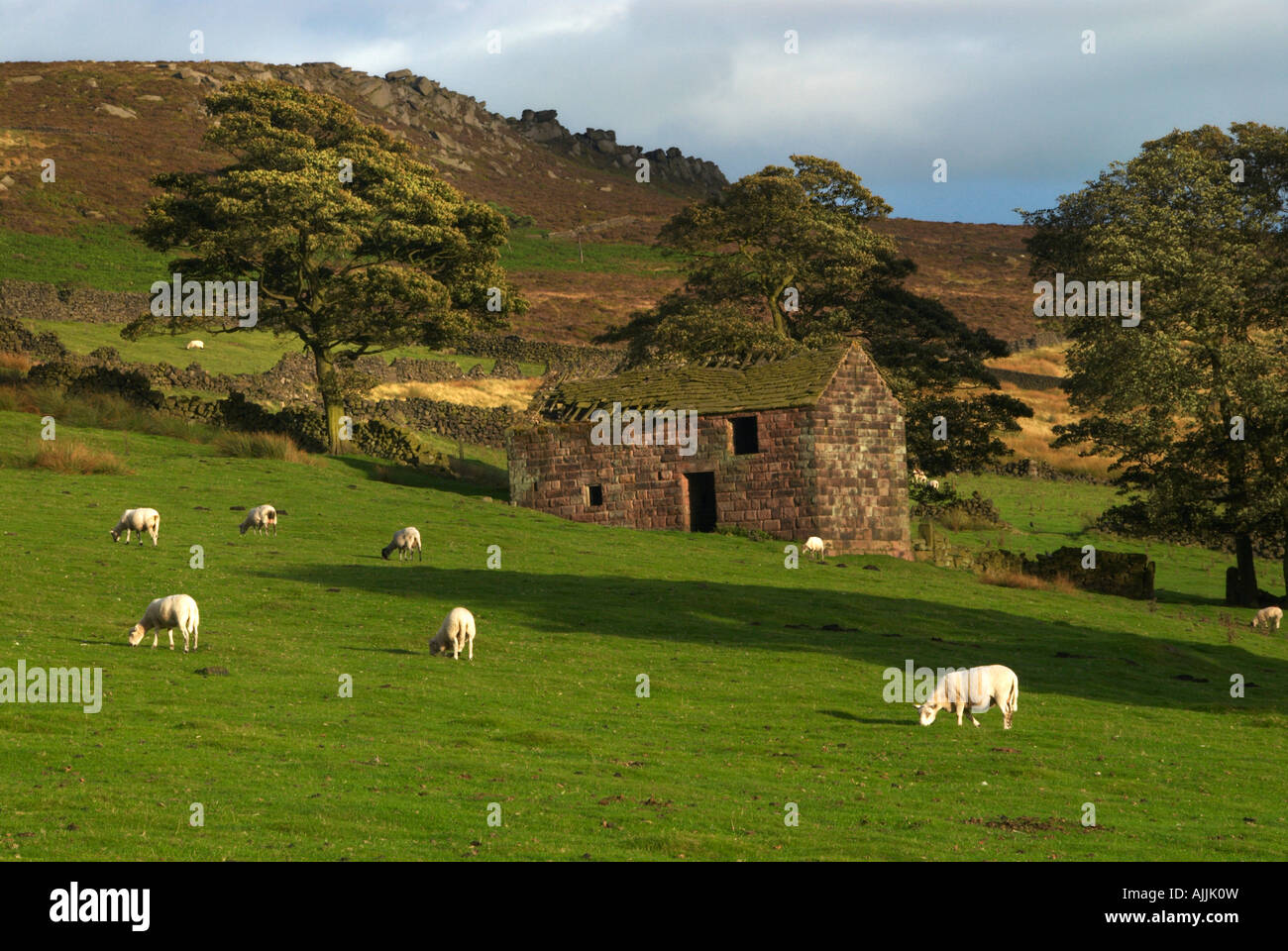 Moutons par vieille grange Peak District Staffordshire UK Banque D'Images