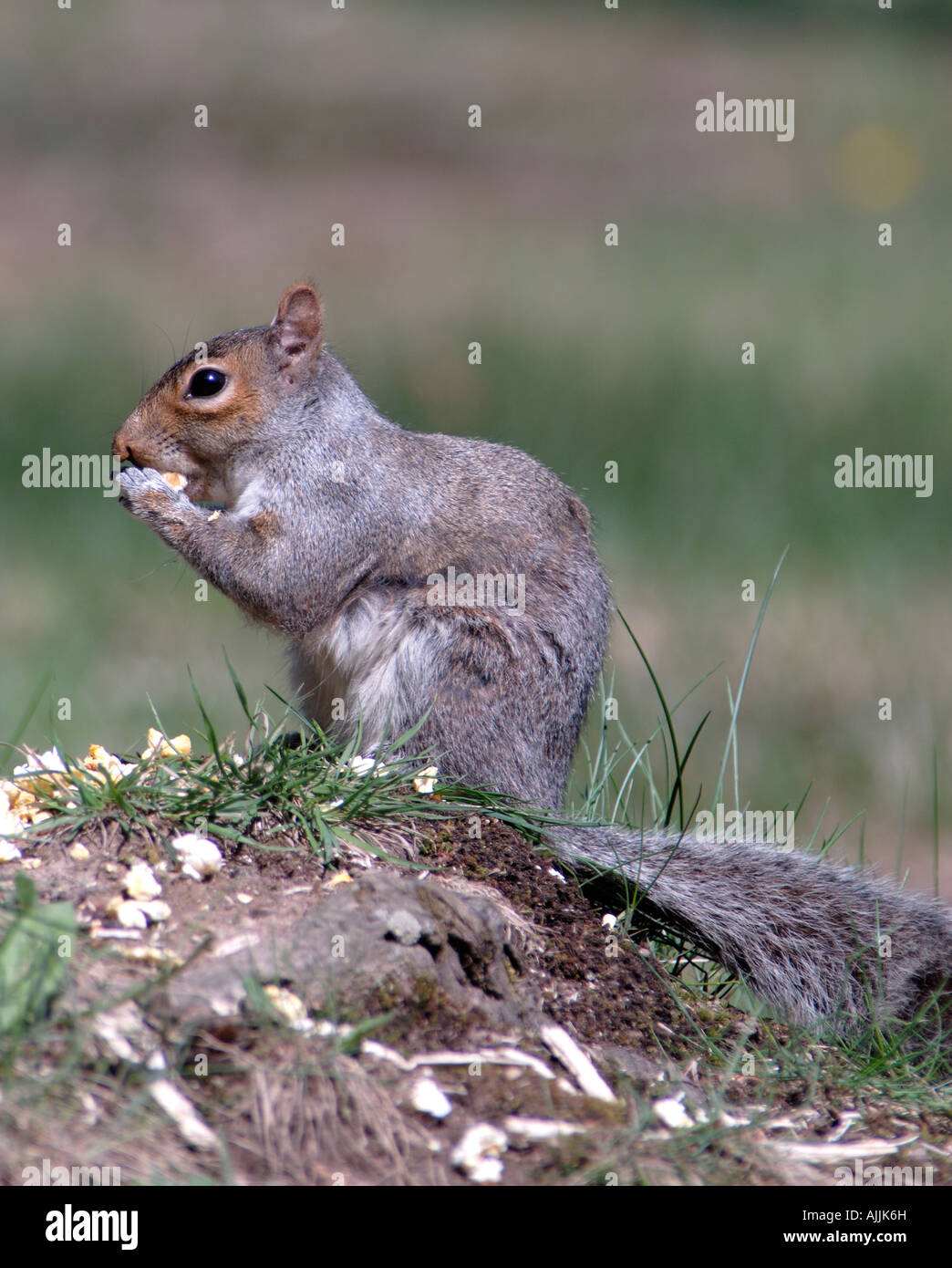 L'écureuil gris Sciurus carolinensis se nourrissant de maïs soufflé au centre de la Pennsylvanie Banque D'Images