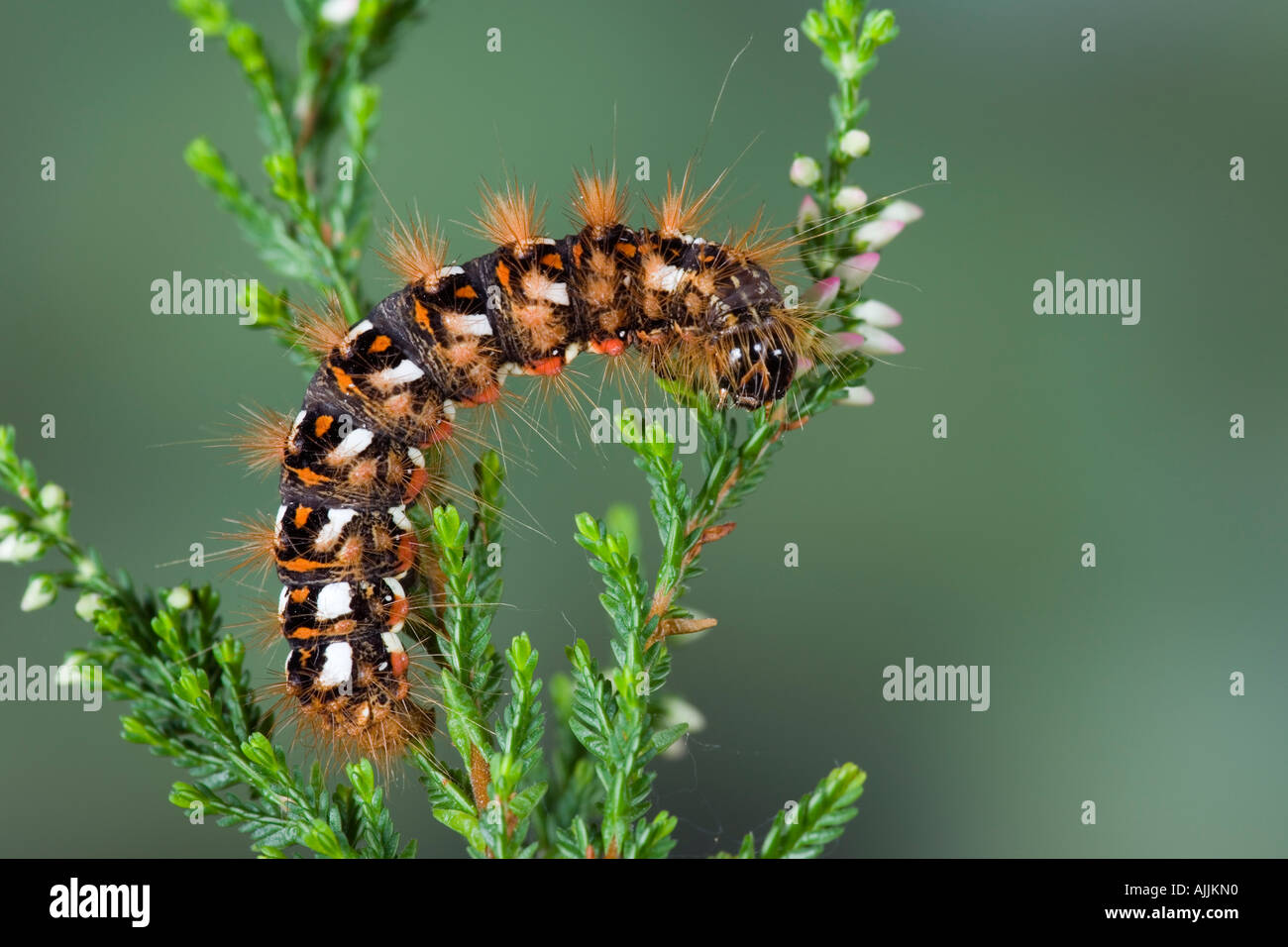 Knot Acronicta rumicis Herbe des larves qui s'alimentent sur la bruyère Potton Bedfordshire Banque D'Images