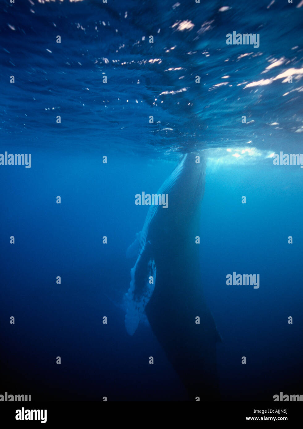 Sous-marin des baleines à bosse à Silver Bank, surface République Dominicaine Banque D'Images