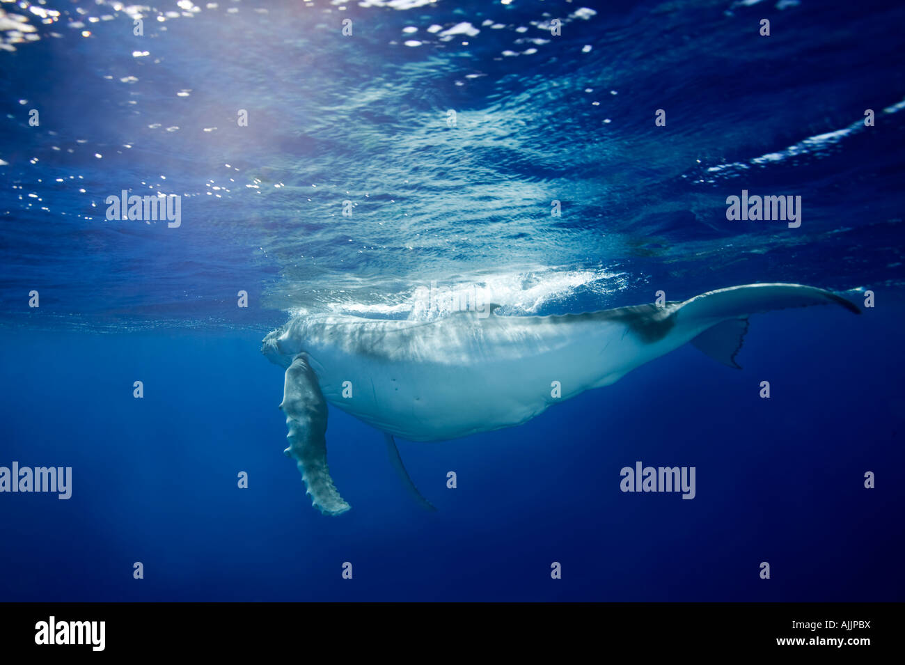 Cinq jours humpback whale calf Moorea Polynésie Française Banque D'Images