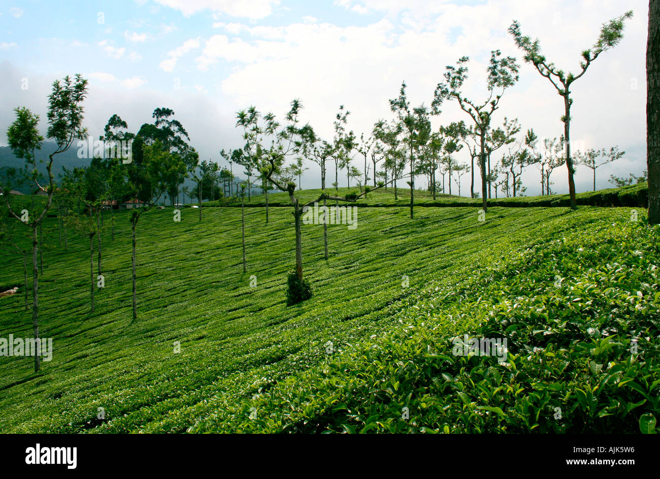 Plusieurs rangées d'arbres au milieu d'une plantation de thé à Munnar, Kerala, Inde Banque D'Images