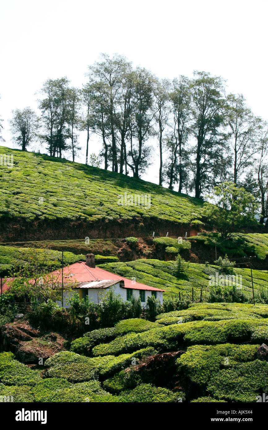 Une belle petite maison dans une plantation de thé, Munnar, Kerala Banque D'Images