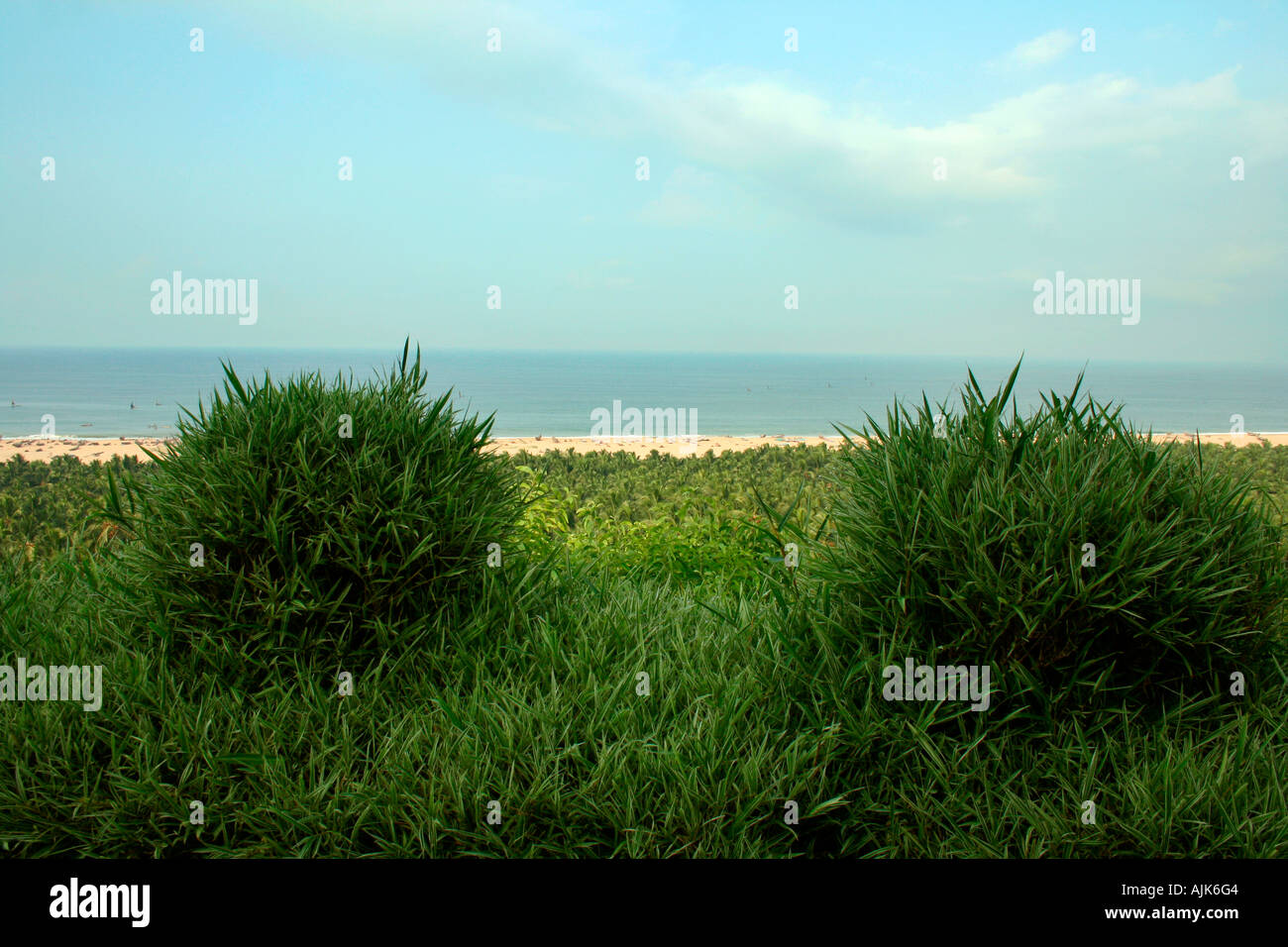 Belle forme d'herbes près de la mer à Vizhinjam, Kerala, Inde Banque D'Images