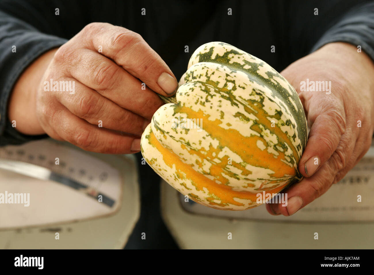 Close-up de jardiniers tenant une courge poivrée bio, appuyée sur une balance à l'ancienne Banque D'Images