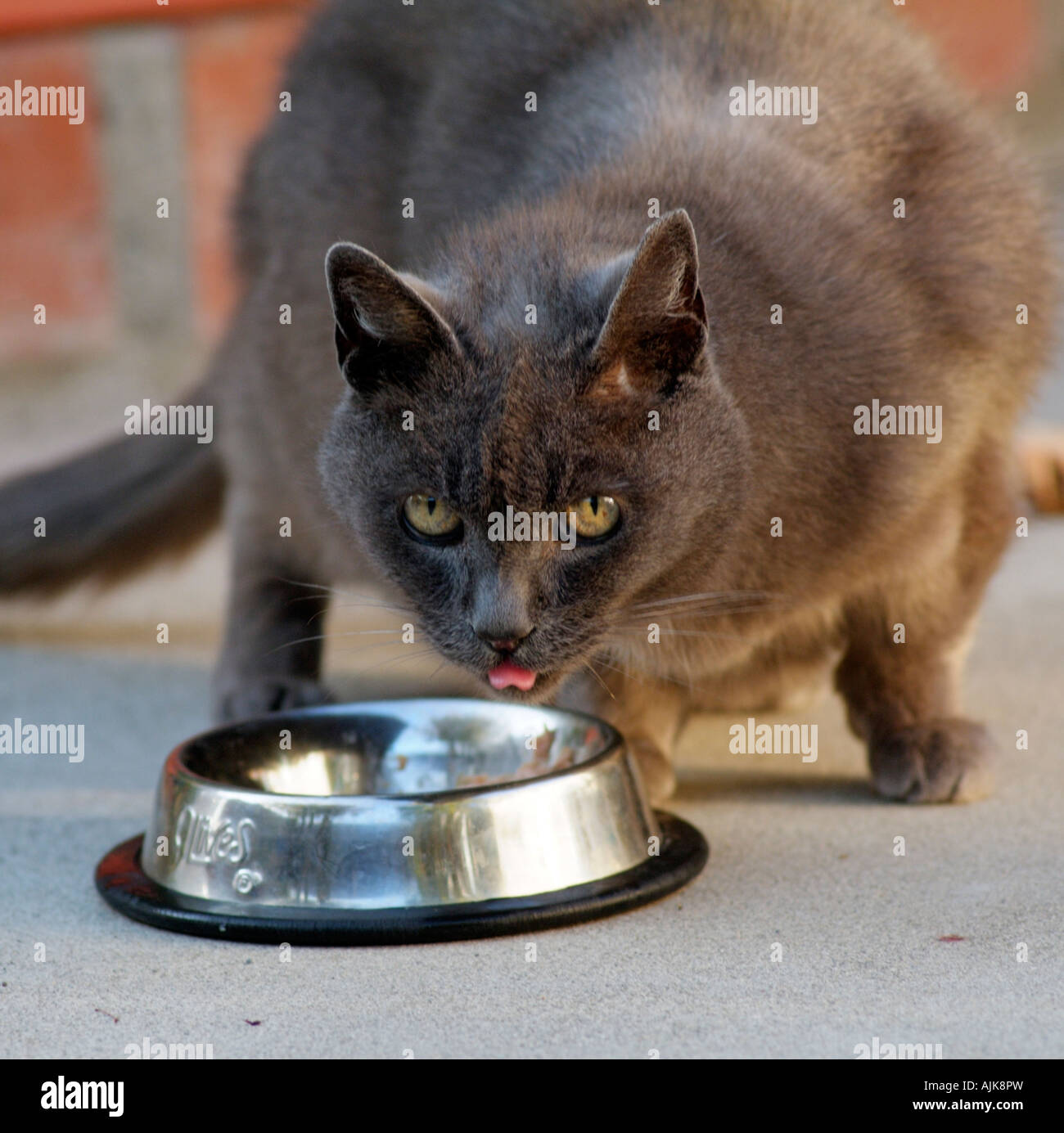 Une grande croix Siamois de manger son bol de nourriture l'animal est dit être 24 ans Banque D'Images