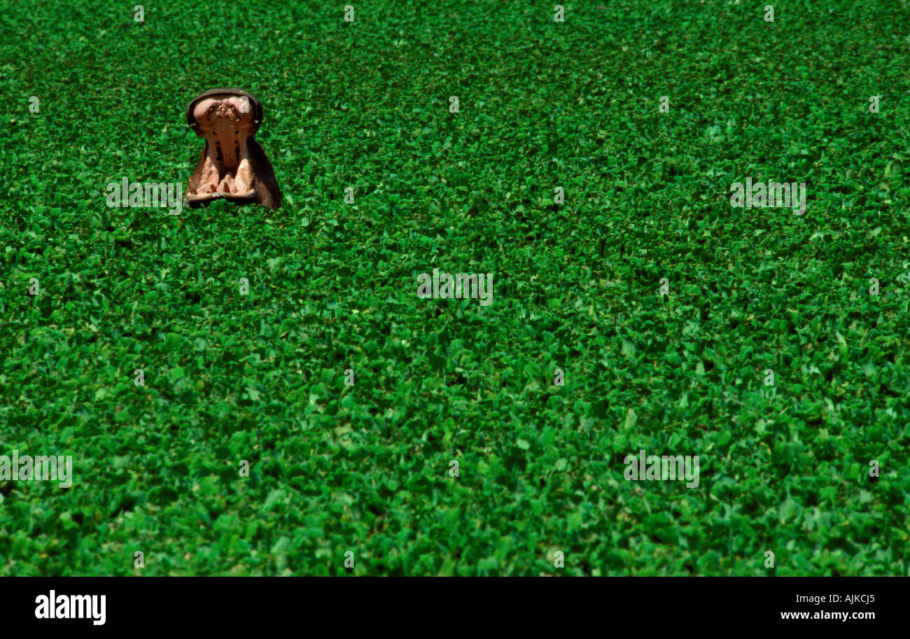 Hippo émergeant de la rivière Grumeti, couverts par la laitue d'eau Banque D'Images