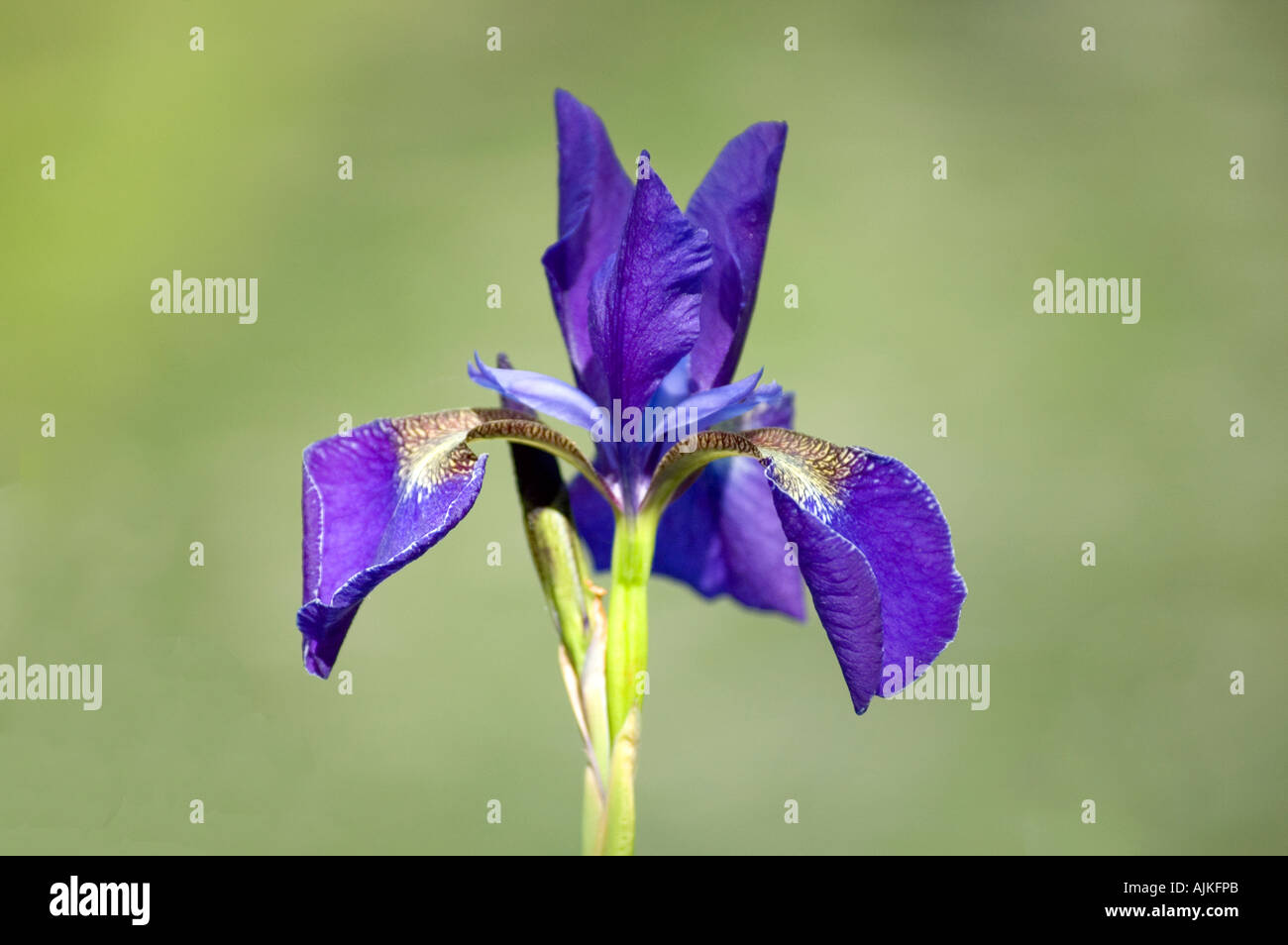 Drapeau violet iris (Iris versicolor) Banque D'Images