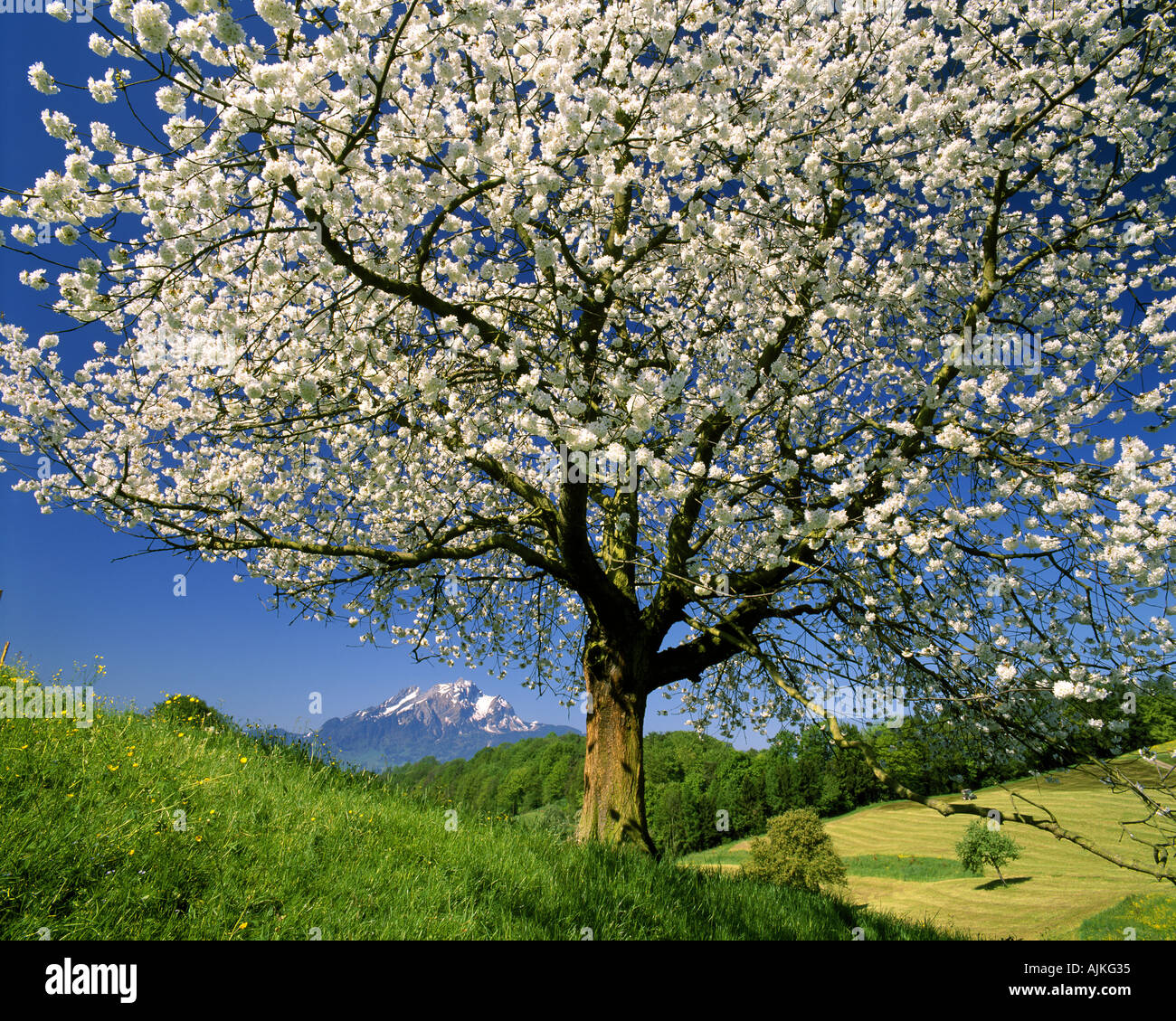 CH - LUCERNE : Fleurs de cerisier et de montagne Pilatus Banque D'Images