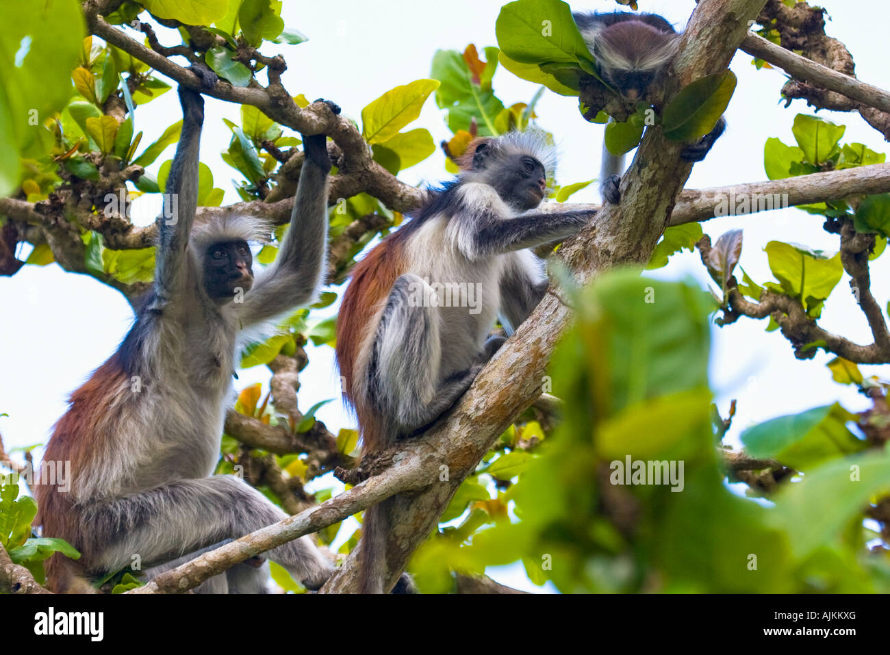 Kirks Singe Colobus Rouge Procolobus kirkii Piliocolobus latino- trouvés dans le Parc National de la baie de Jozani-Chwaka, Zanzibar, Tanzanie Banque D'Images