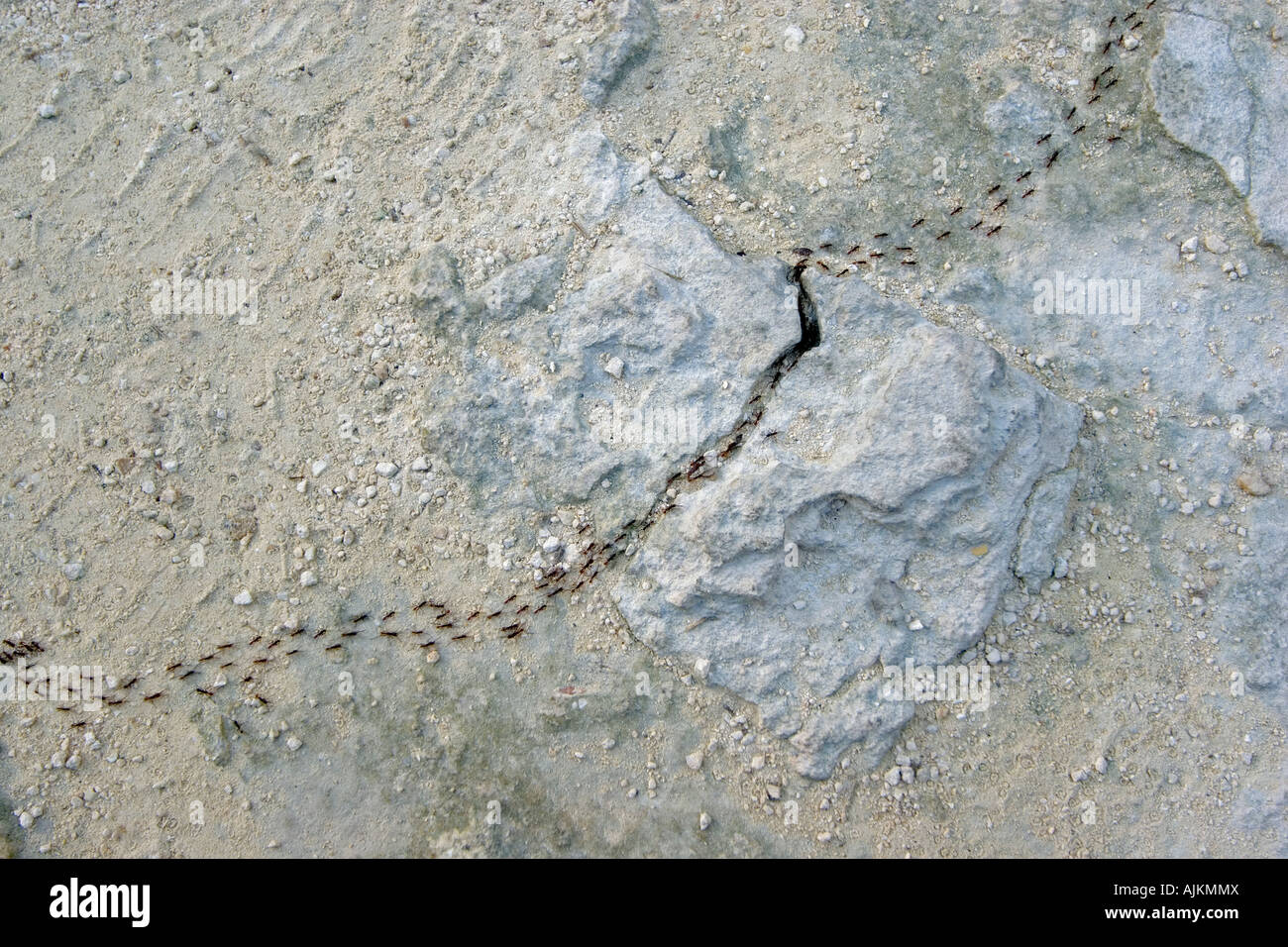 Une colonie de fourmis sur une piste (Yucatán- Mexique). Foumis Colonie de Formica (sp) traversant un chemin (Yucatán - Mexique). Banque D'Images