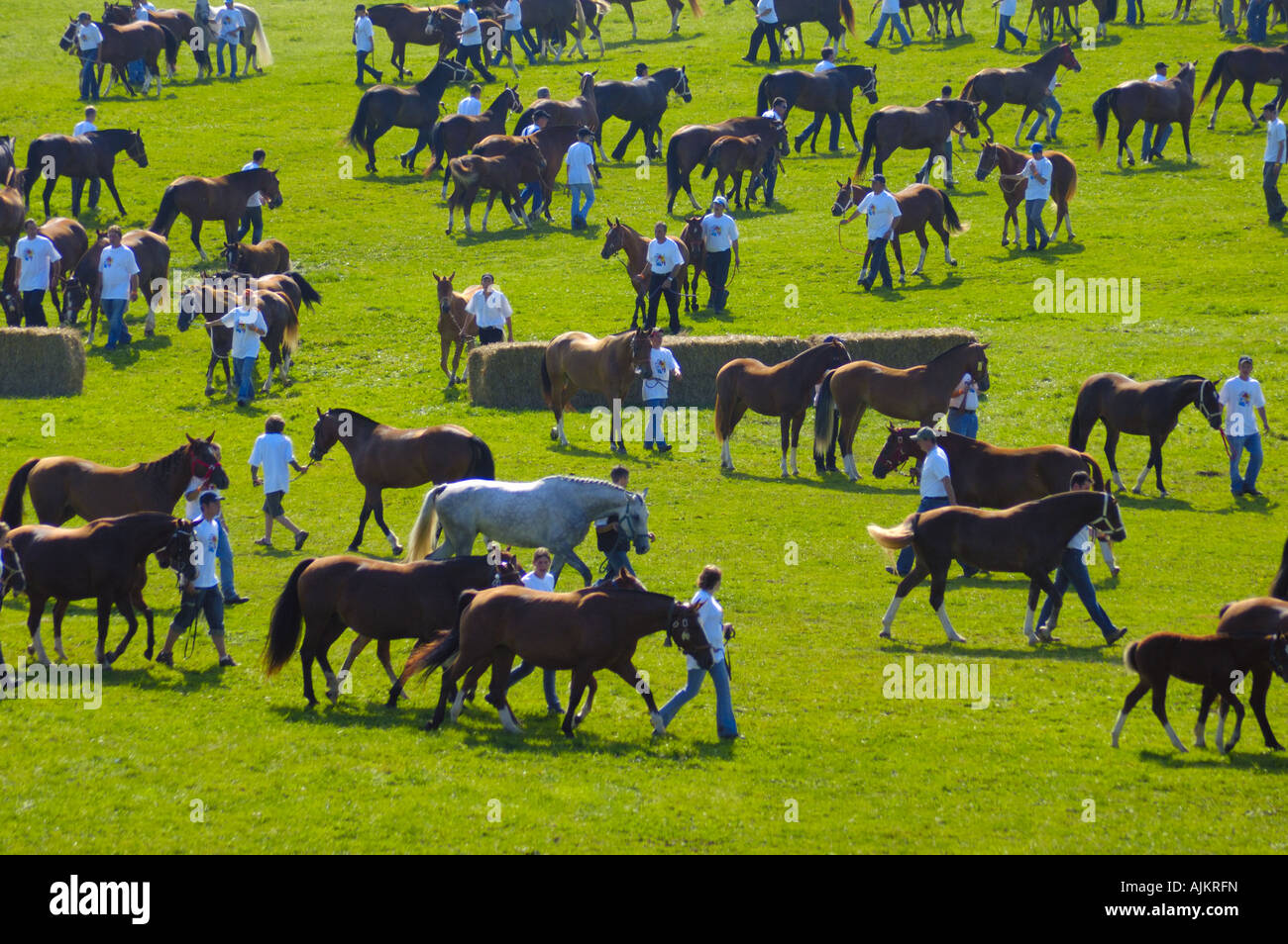 Juments et leurs poulains à vendre à la foire aux chevaux annuelle Saignelégier Suisse Banque D'Images