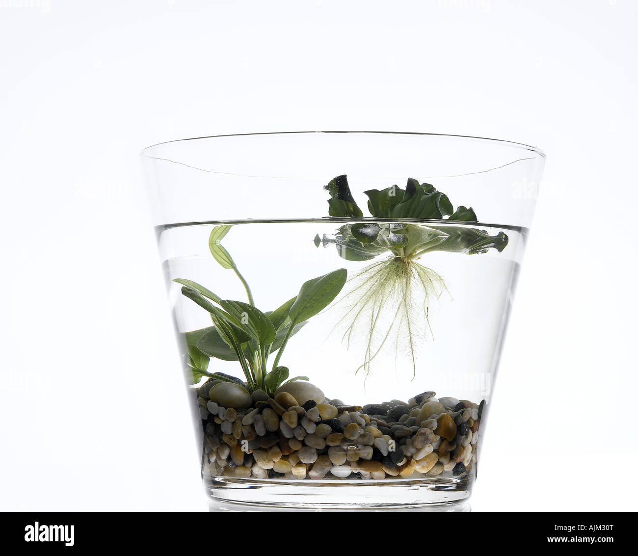 Plante aquatique Banque D'Images