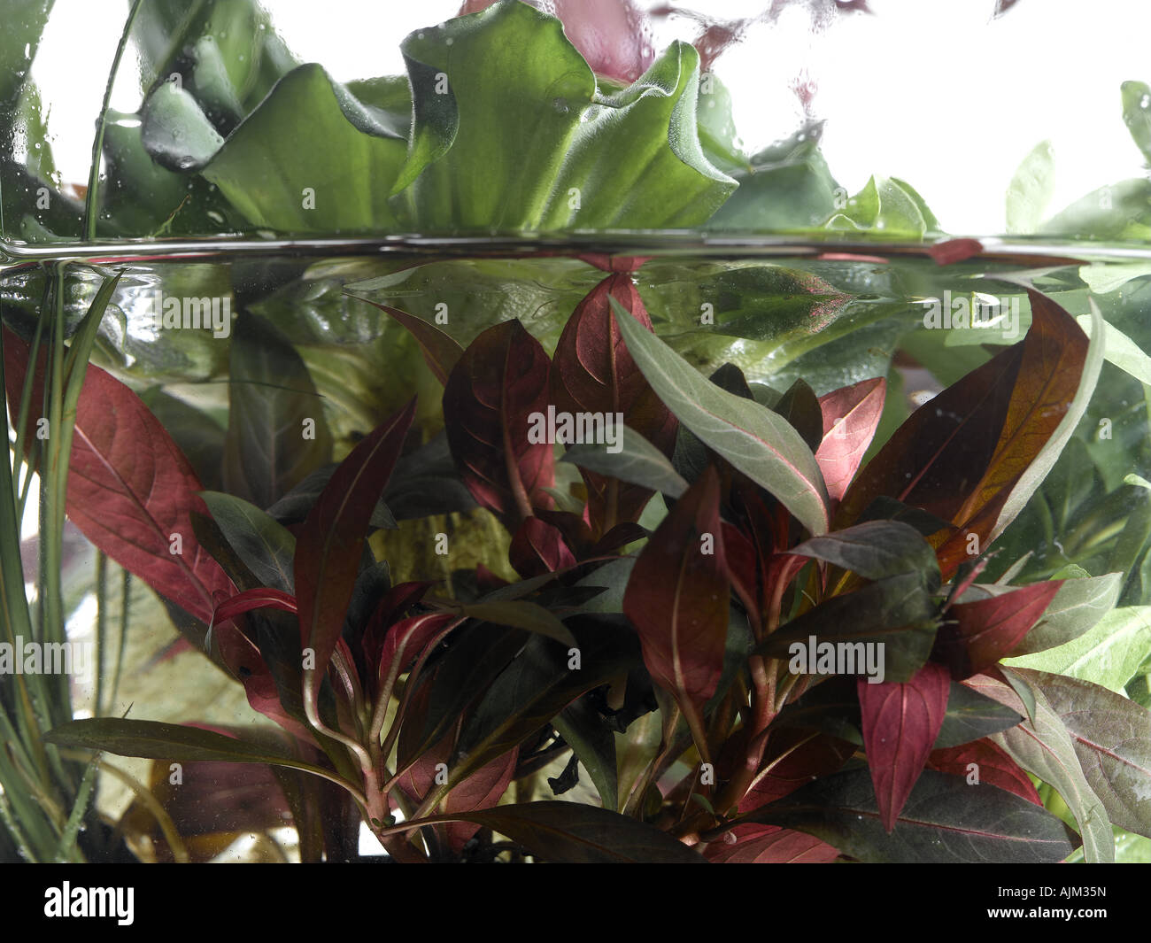 Plante aquatique Banque D'Images