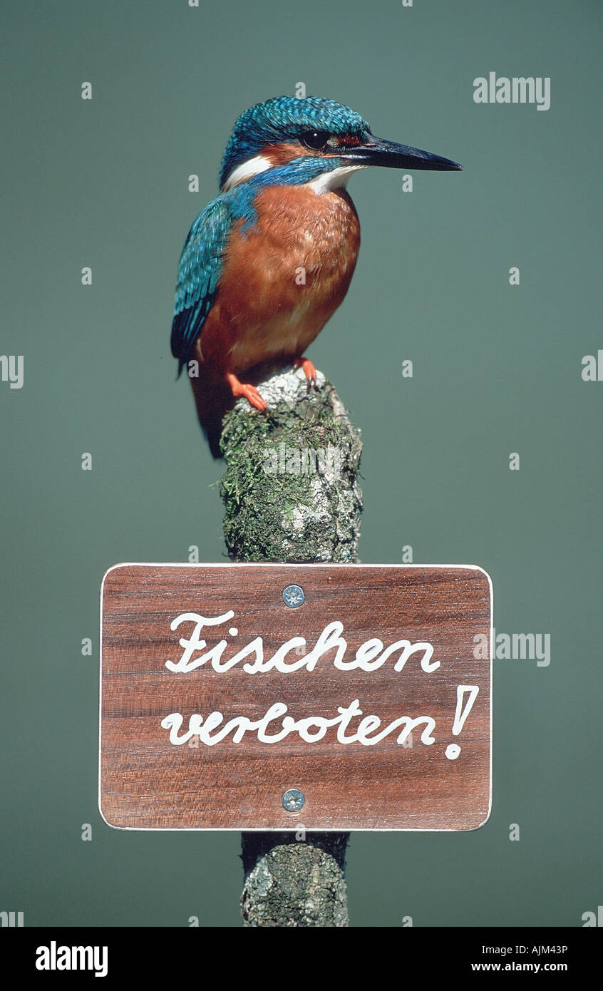 River Kingfisher (Alcedo atthis), assis sur lookout avec 'non' pêche signer , Allemagne, Bavière, Alb Schwaebische Banque D'Images