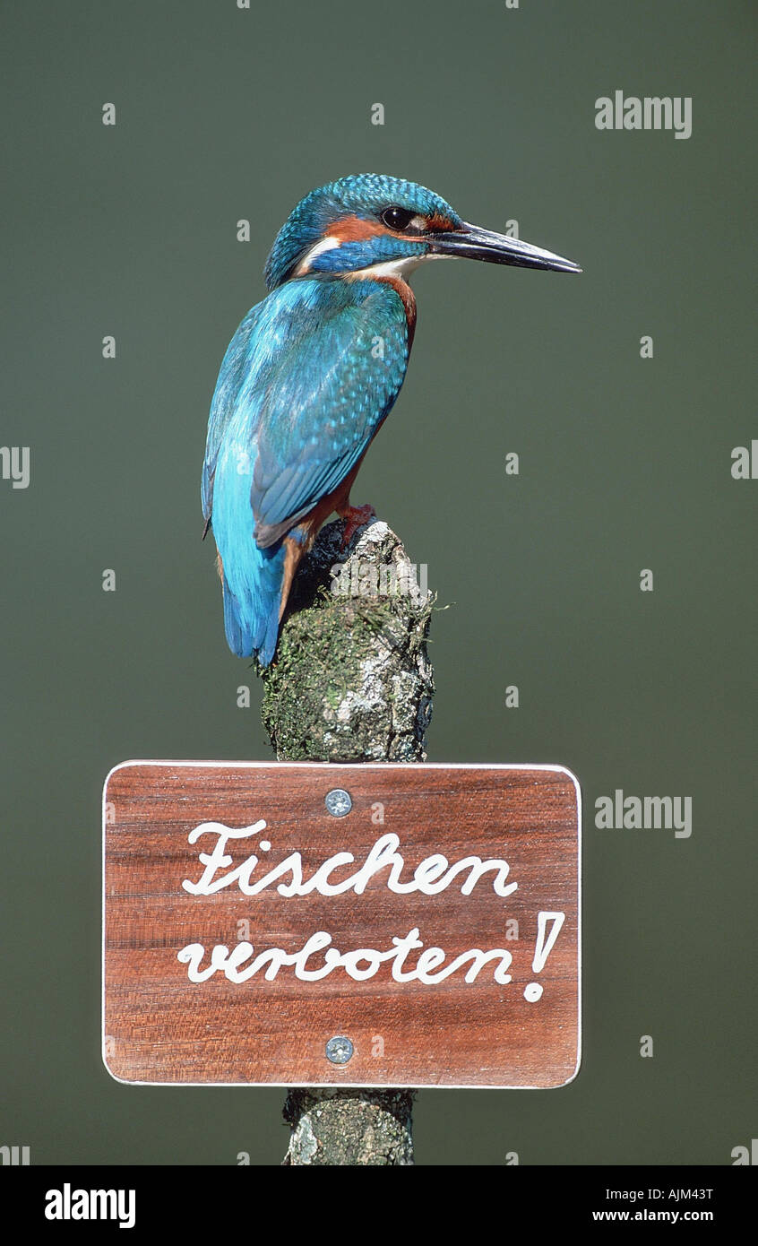 River Kingfisher (Alcedo atthis), assis sur lookout avec 'non' pêche signe, Allemagne, Bavière, Alb Schwaebische Banque D'Images