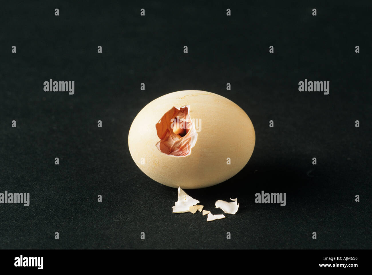 Poussin d'incubation de 21 jours après l'Incubation 1 de 3 dans l'ordre Banque D'Images