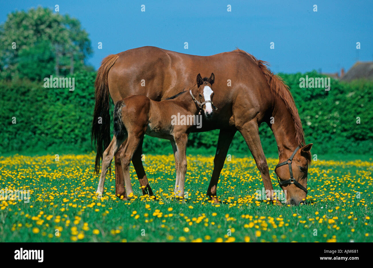Mare Poulain dans la prairie Buttercup Chilterns Bucks UK Banque D'Images