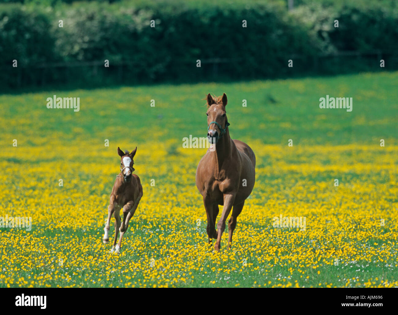 Mare Poulain dans la prairie de renoncule Banque D'Images