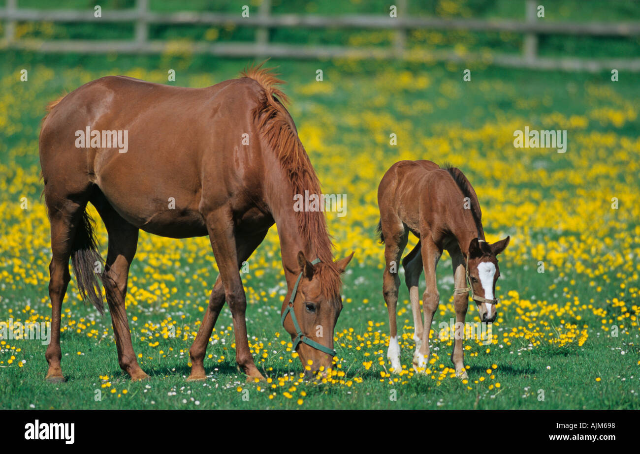 Mare Poulain dans la prairie de renoncule Banque D'Images