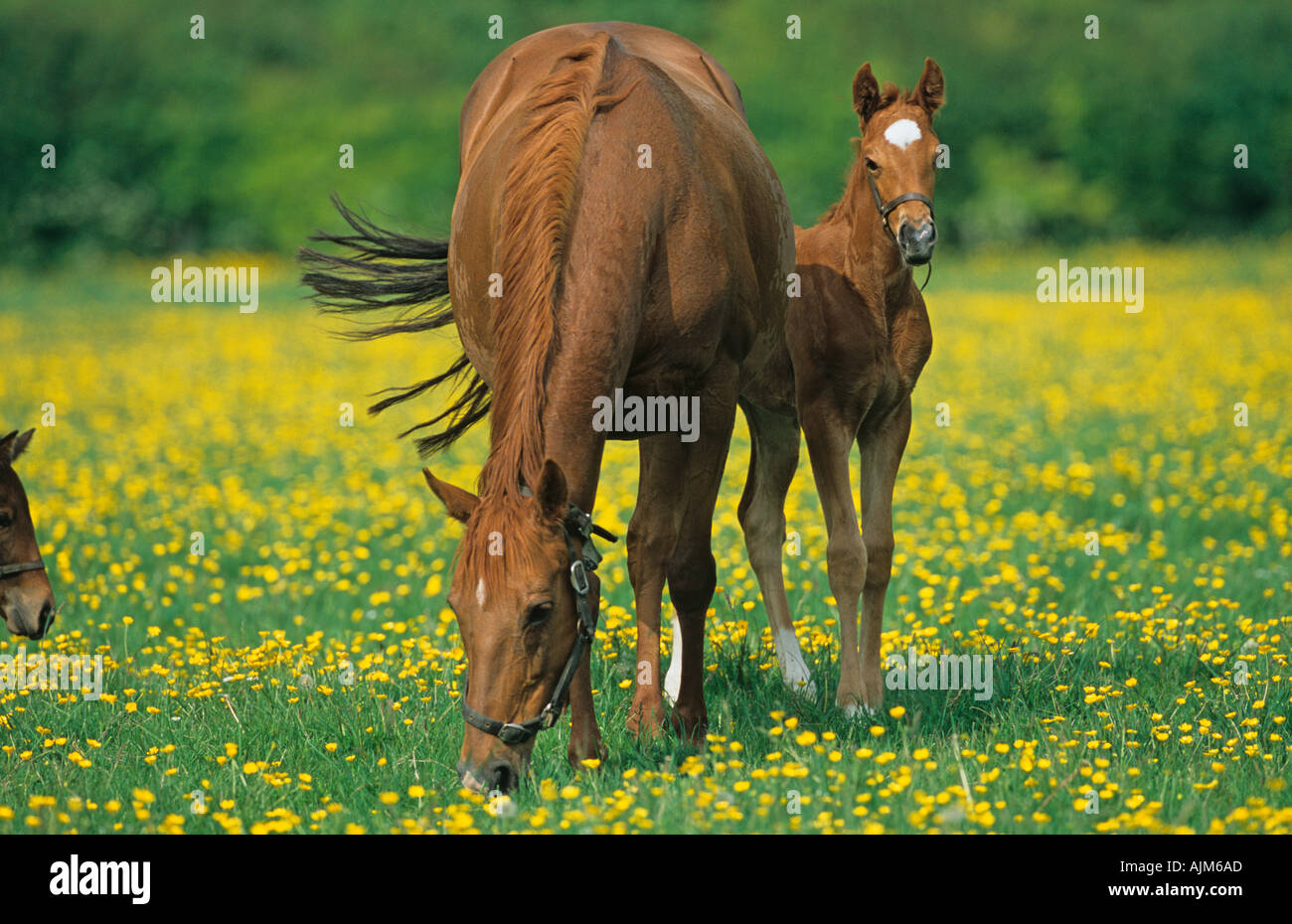 Poulinière pur sang avec poulain & renoncules sur Haras Hertfordshire Banque D'Images