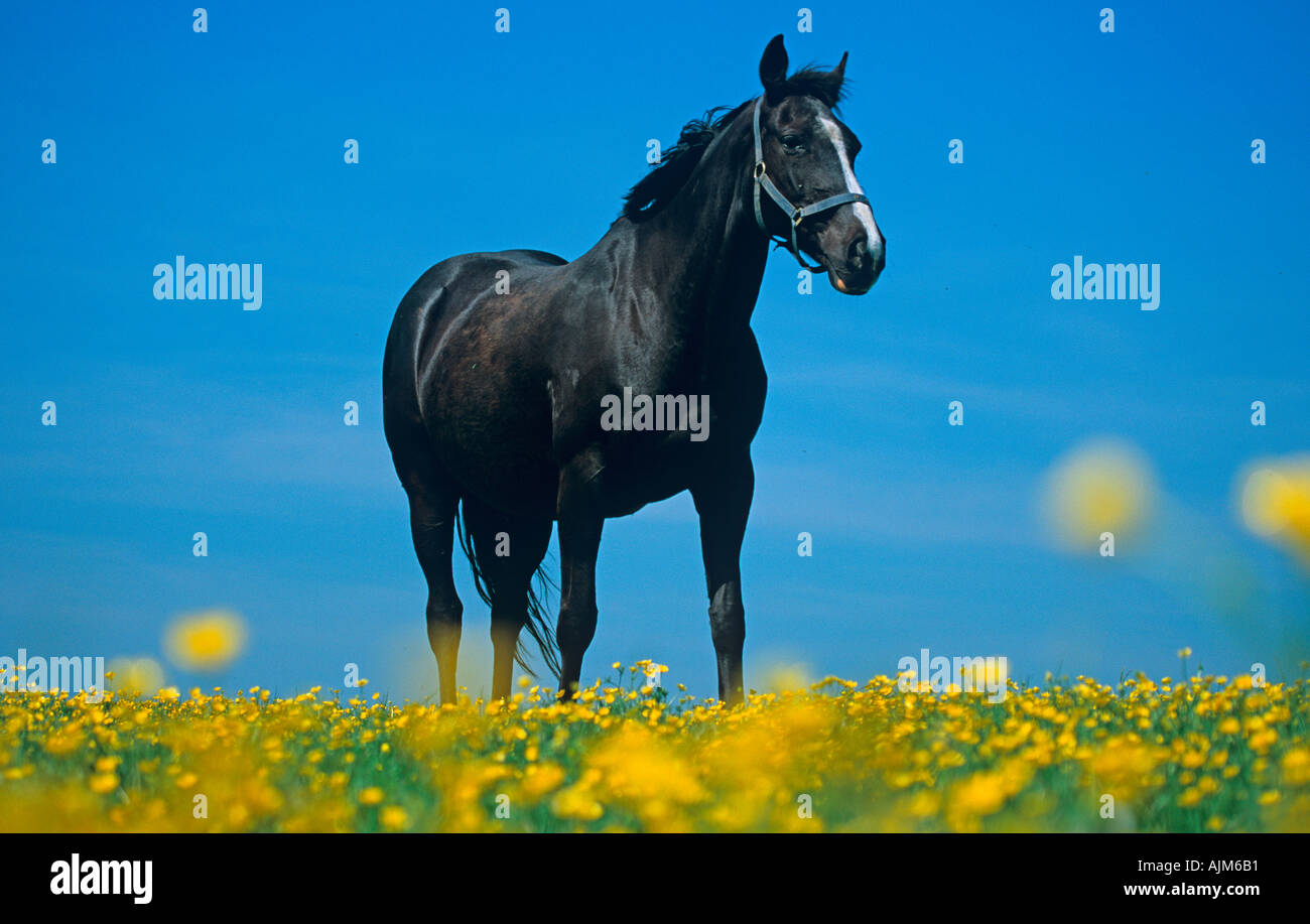 Poulinière pur sang & renoncules sur Haras Hertfordshire Banque D'Images
