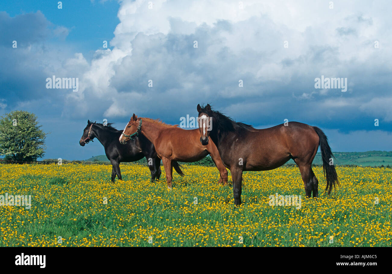 Poulinières pur-sang & renoncules sur Haras Hertfordshire Banque D'Images