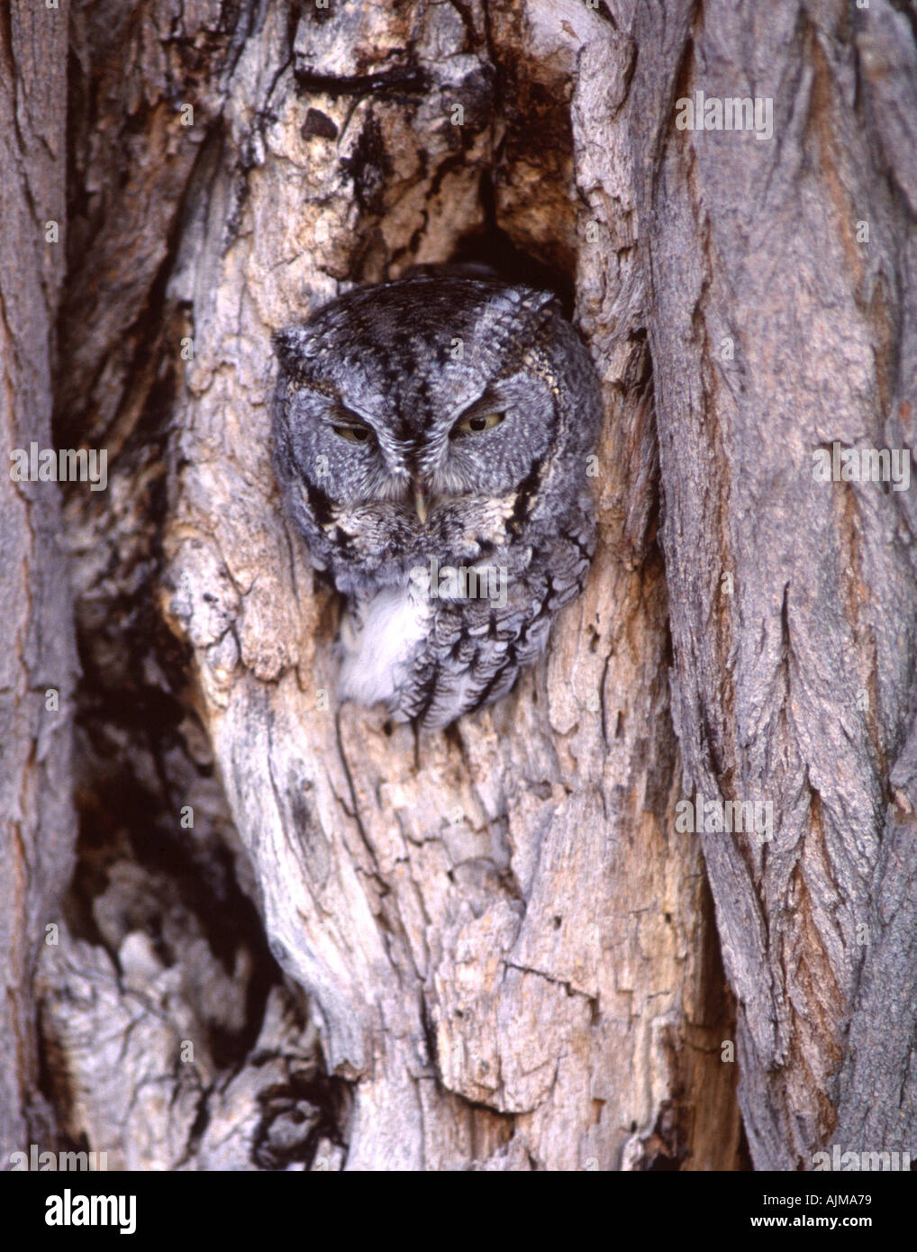 Petit-duc maculé la verticale Banque D'Images