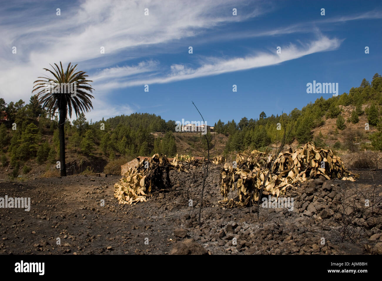 Tenerife palmier cactus et détruit par les incendies de 2007 Banque D'Images