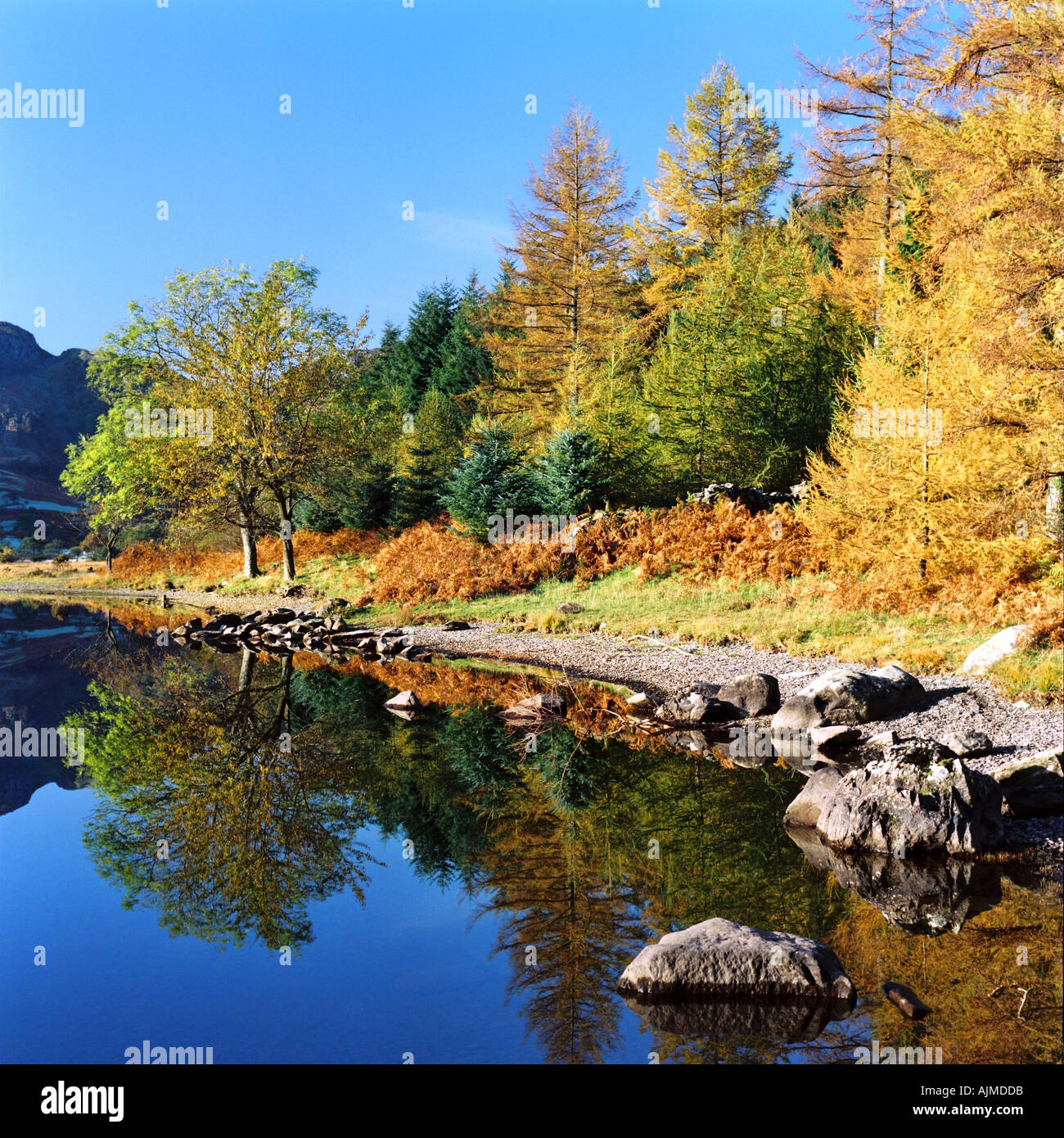 De superbes couleurs d'automne reflètent dans les eaux d'un encore clair lac Llyn Crafnant montagne vallée de Conwy Wales Snowdonia N Banque D'Images
