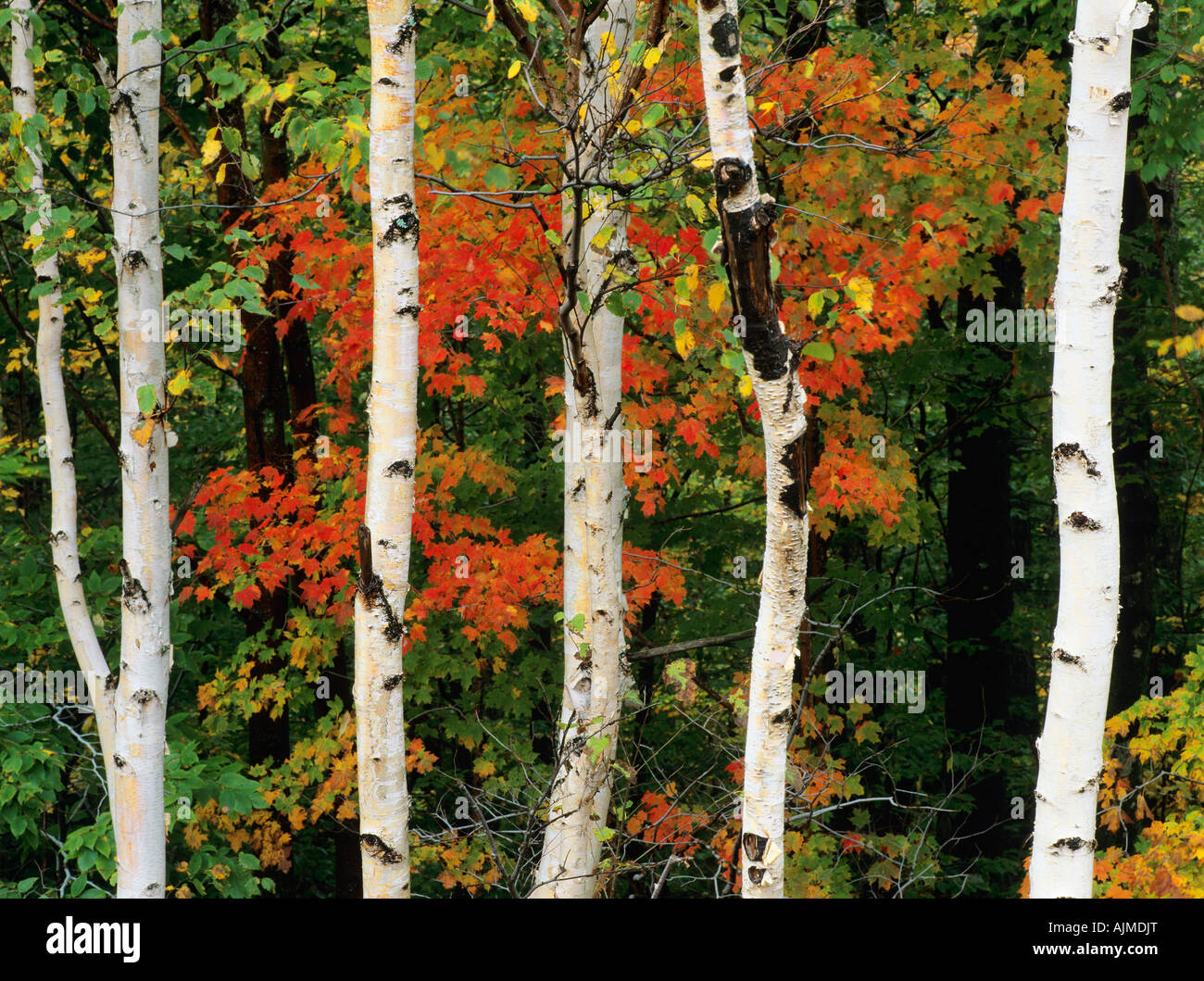 Bouleau blanc américain de troncs d'arbre dans le New Hampshire, USA Banque D'Images