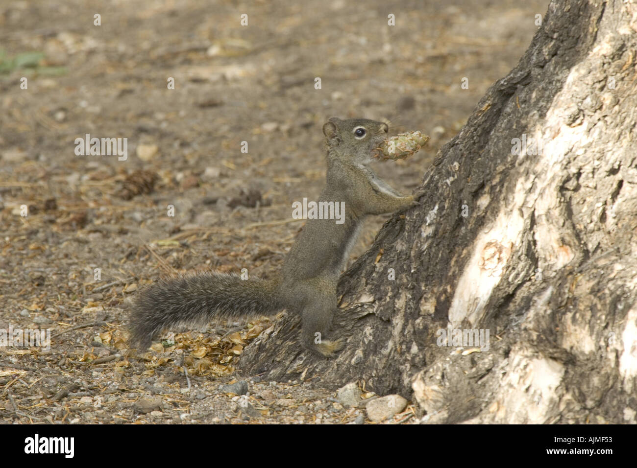Écureuil roux Tamiasciurus hudsonicus Chickaree ou se nourrir de cône de pin Banque D'Images