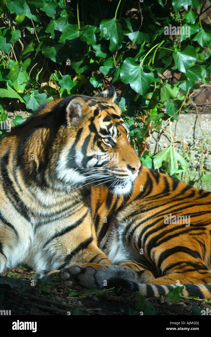 Siberian Tiger, Chessington Zoo, Chessington World of Adventures Theme Park, Chessington, Surrey, Angleterre, Royaume-Uni Banque D'Images