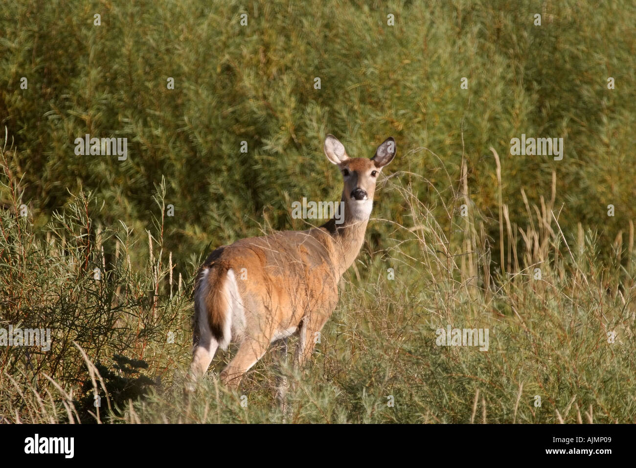 Un cerf de Virginie doe le long de la rivière Moose Jaw dans la région pittoresque du sud de la Saskatchewan Canada Banque D'Images
