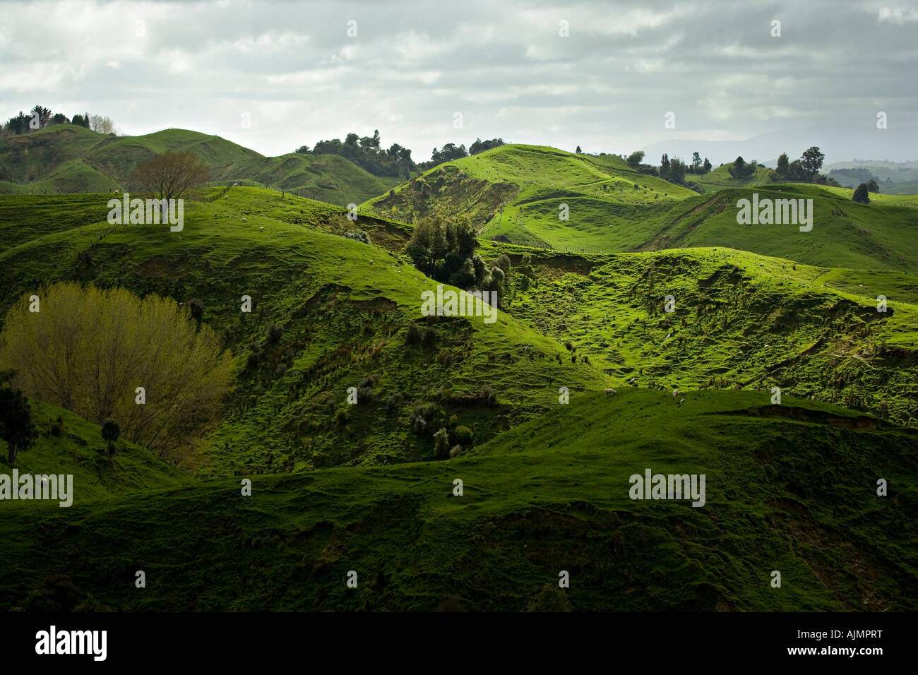Rolling Green Hills avec pâturage de moutons de Nouvelle-Zélande Manawatu Banque D'Images