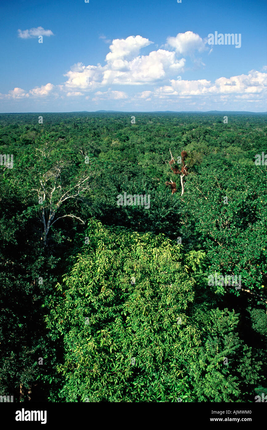 Vue sur la forêt tropicale de Tierras Bajas haut de la Calakmul ruines mayas dans l'État de Campeche, dans le sud du Mexique. Banque D'Images