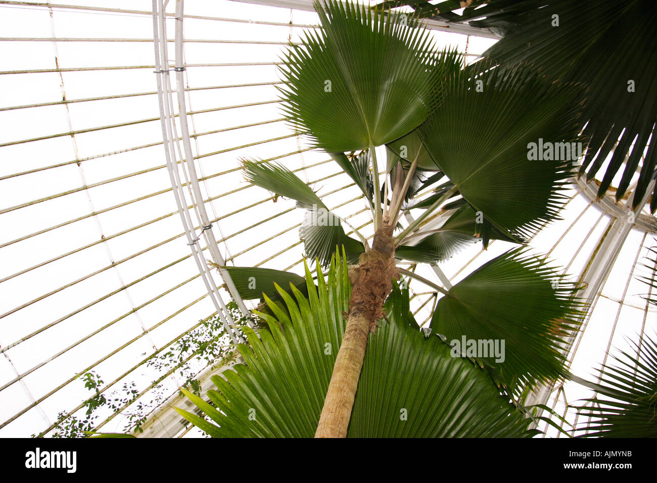 Les plantes tropicales à l'intérieur d'une véranda à Kew Gardens Banque D'Images