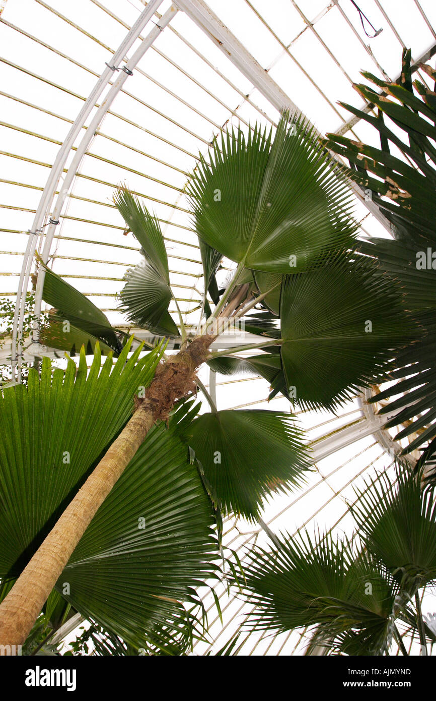 Les plantes tropicales à l'intérieur d'une véranda à Kew Gardens Banque D'Images