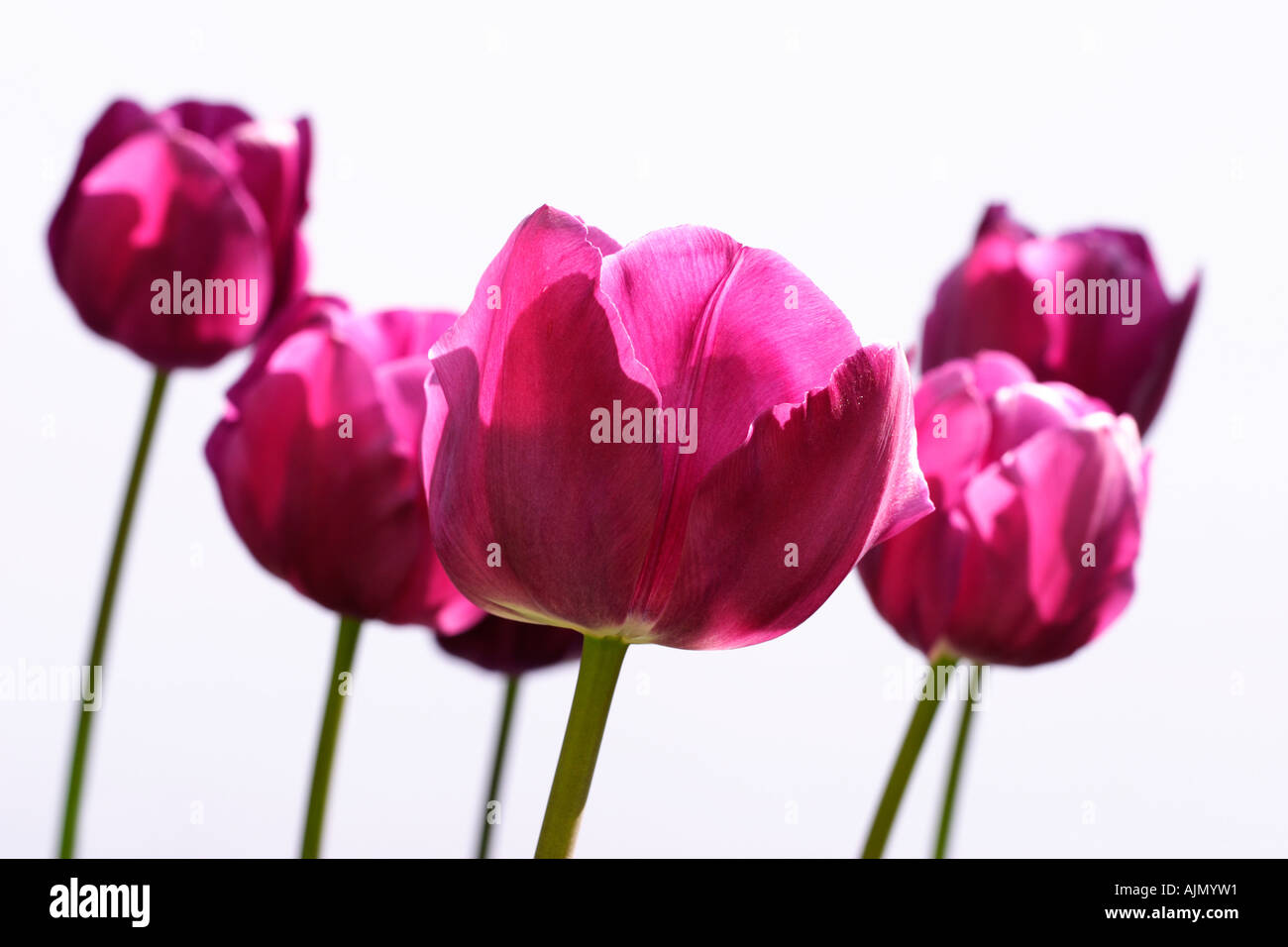 Vue latérale des tulipes, pourpre Nom latin tulipa, sur un fond blanc. Banque D'Images