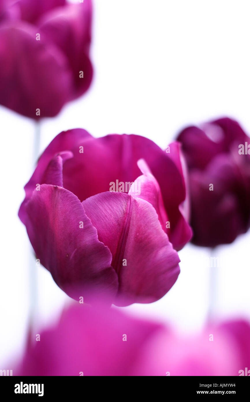 Vue latérale des tulipes, pourpre Nom latin tulipa, sur un fond blanc. Banque D'Images