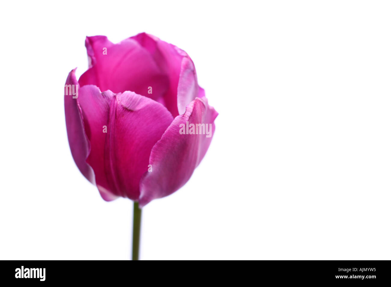 Vue latérale du purple tulip, nom latin tulipa, sur un fond blanc. Banque D'Images