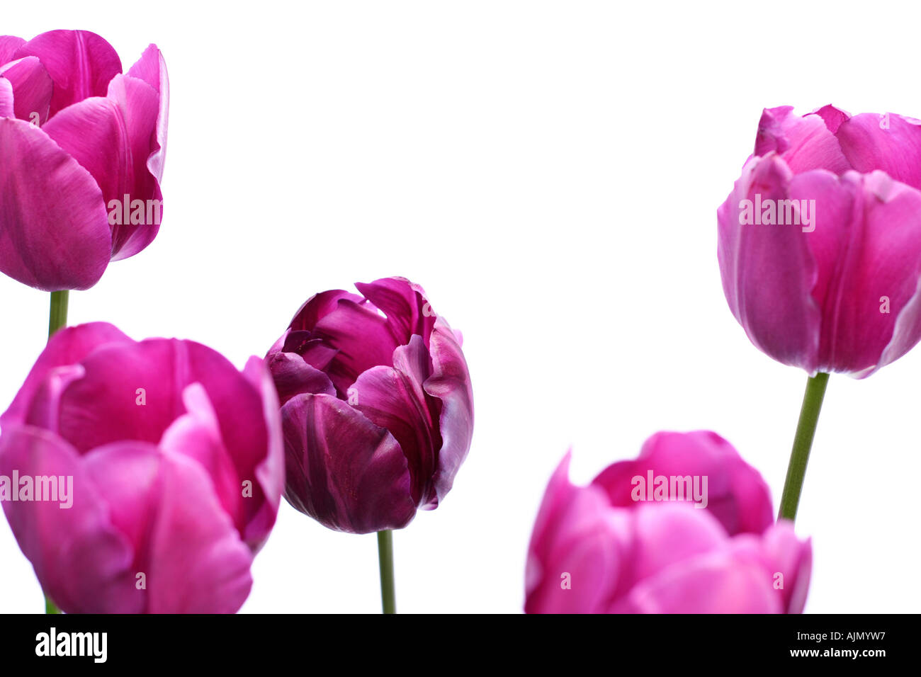 Vue latérale des tulipes, pourpre Nom latin tulipa, sur un fond blanc. Mettre en valeur le centre de la tulipe. Banque D'Images