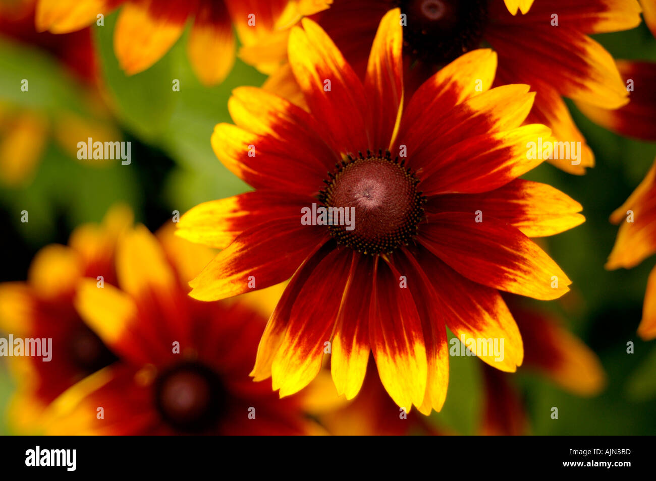 Coneflower Rudbeckia Compositae Banque D'Images