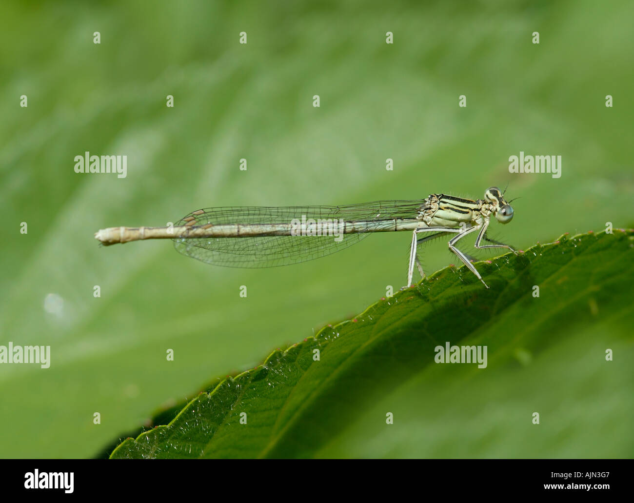 Un vert pâle jeune fille voler repose sur une feuille dans la recherche d'entre les combats d'insectes Banque D'Images