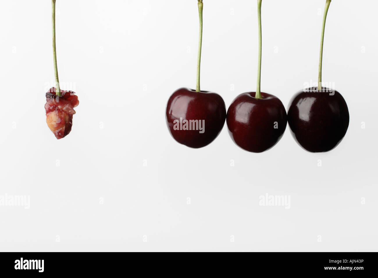 Les cerises et le seul dans une rangée de cerises sur fond blanc Banque D'Images