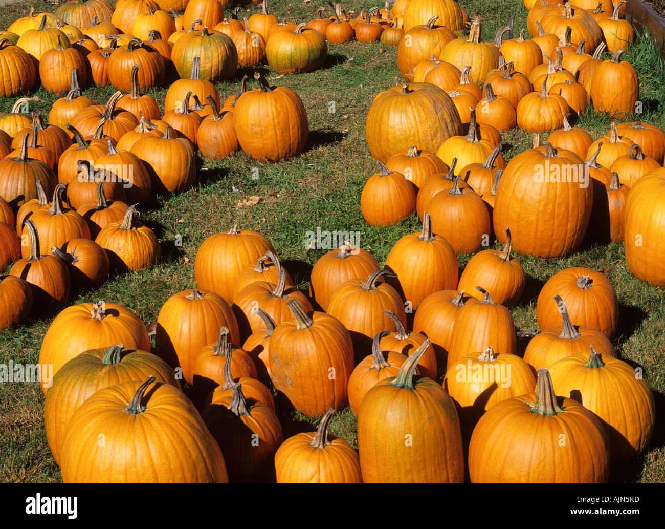 Pumpkins New England USA Banque D'Images