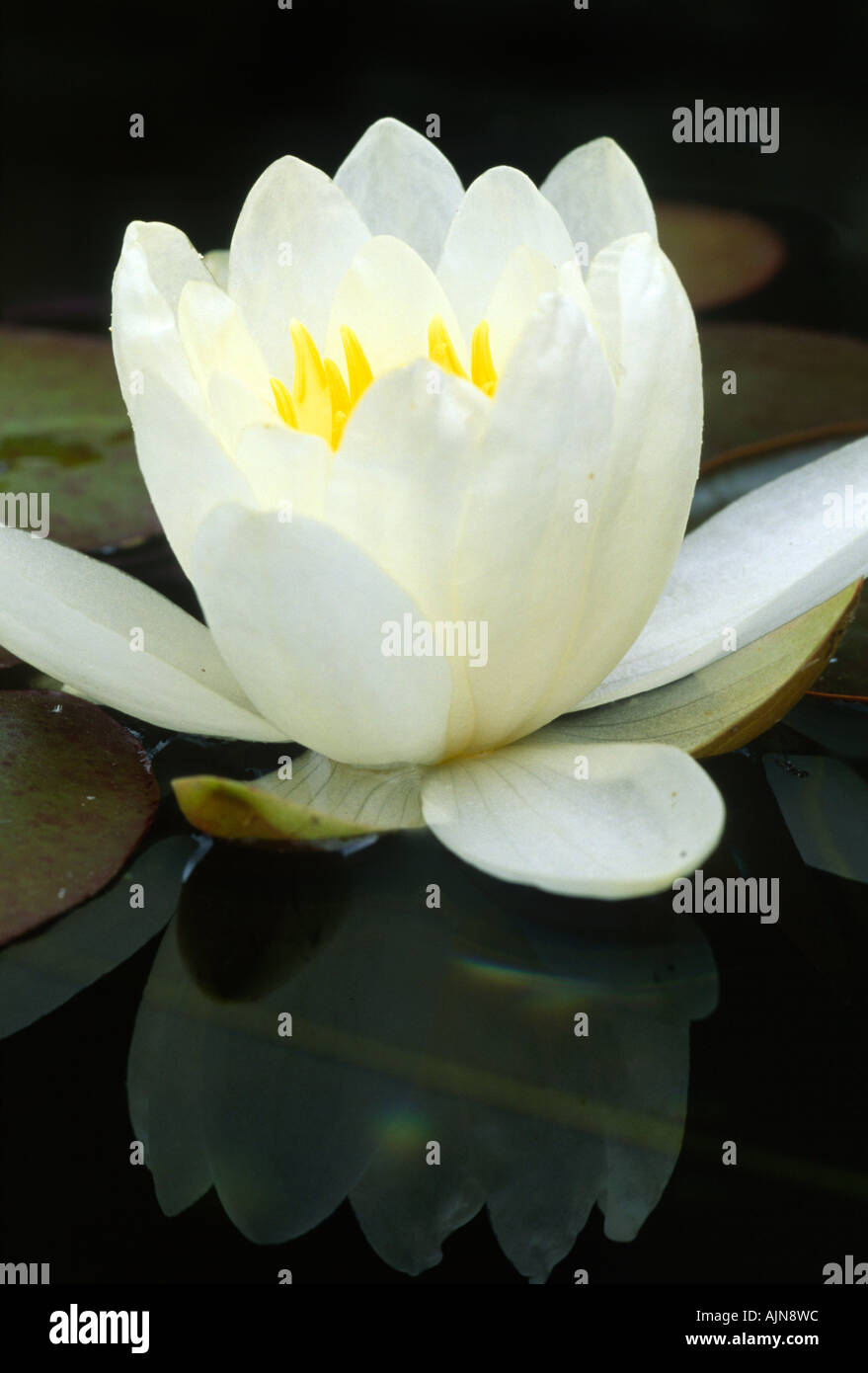 Jardin variété de nénuphar (Nymphaea sp.). La floraison dans un étang de jardin. Juillet. Powys, Pays de Galles, U K. Banque D'Images